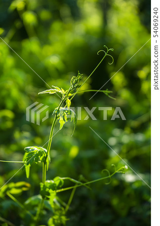 Balloon vine plant. (Cardiospermum halicacabum) Balloon vine plant. (Cardiospermum halicacabum) 54069240