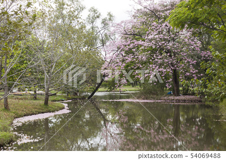 Tabebuia rosea is a Pink Flower beside the lake. 54069488