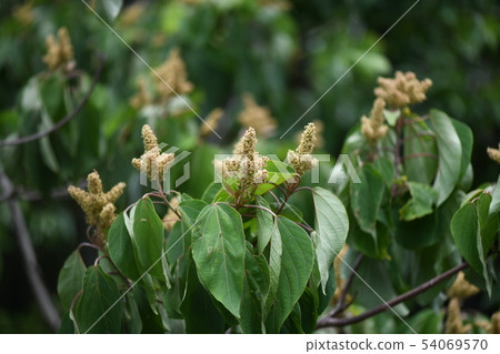 Female flower of red-faced red fish 54069570