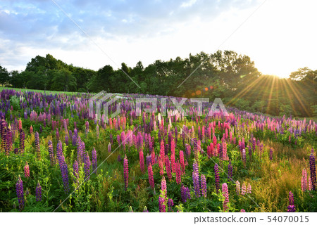 Biei no Oka 54070015