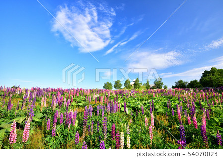 Biei no Oka 54070023