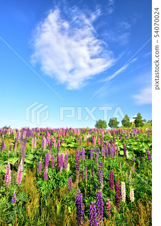 Biei no Oka Biei no Oka 54070024