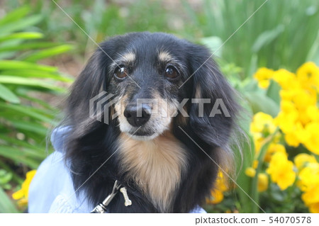 走一條迷你臘腸犬 走一條迷你臘腸犬 54070578