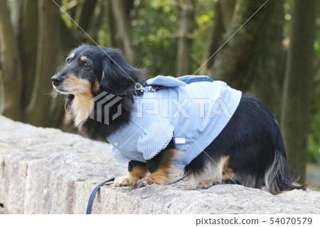 走一條迷你臘腸犬 走一條迷你臘腸犬 54070579