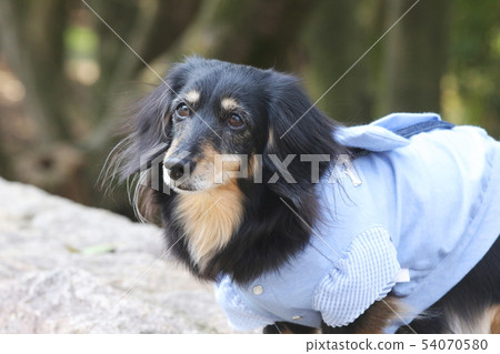 走一條迷你臘腸犬 54070580