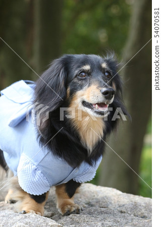 走一條迷你臘腸犬 走一條迷你臘腸犬 54070581