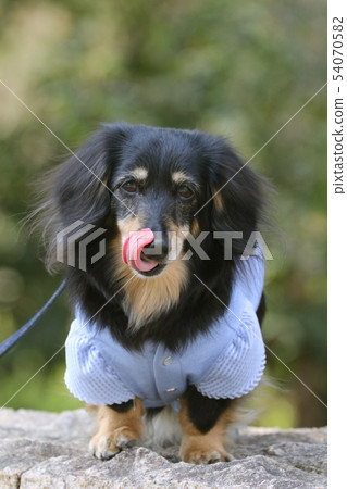 走一條迷你臘腸犬 54070582
