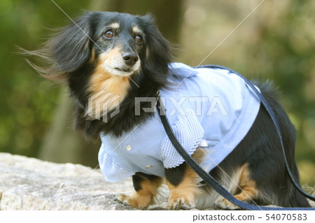 走一條迷你臘腸犬 走一條迷你臘腸犬 54070583