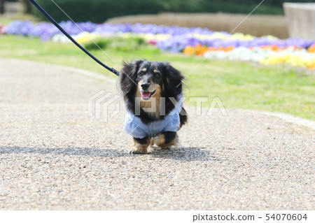 走一條迷你臘腸犬 走一條迷你臘腸犬 54070604