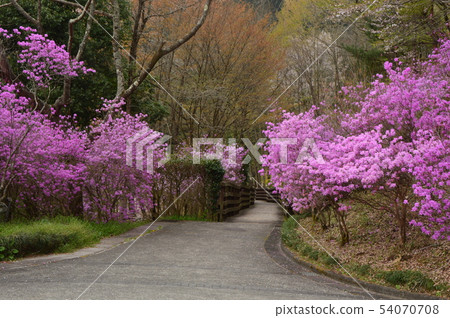 Spring in the village of the evening sun and small village is like this Hachioji city 54070708