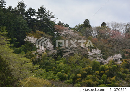 Spring in the village of the evening sun and small village is like this Hachioji city 54070711