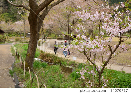 Spring in the village of the evening sun and small village is like this Hachioji city 54070717