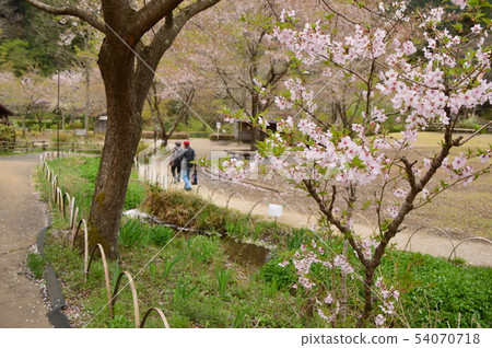Spring in the village of the evening sun and small village is like this Hachioji city 54070718