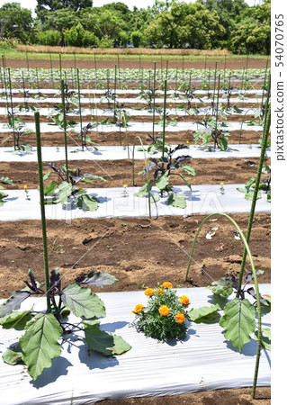 茄子場 54070765