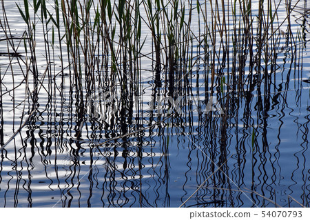 Grass on the lake side Grass on the lake side 54070793