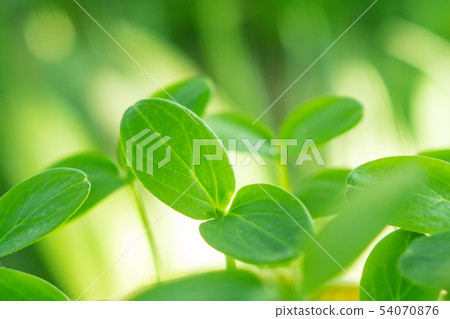seedling leaves of cucumber closeup of agriculture seedling leaves of cucumber closeup of agriculture 54070876