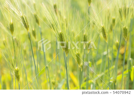 Wheat field Wheat field 54070942