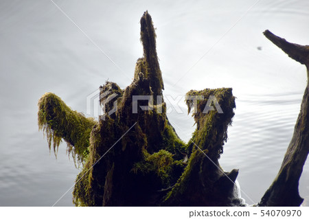 倒下的樹 54070970