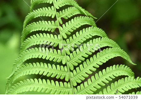 fern plant fern plant 54071039