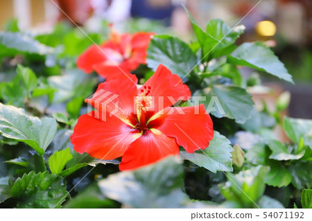 Hawaii red hibiscus flower Hawaii red hibiscus flower 54071192