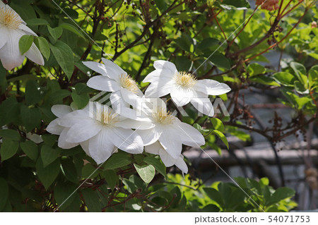 A pure white clematis A pure white clematis 54071753
