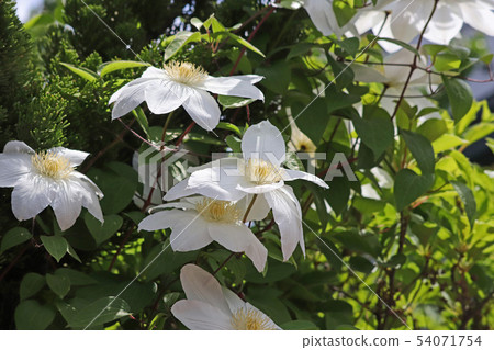 A pure white clematis 54071754