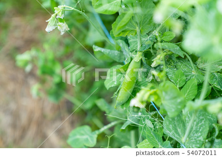 Green peas beans farmer agriculture TPP harvest of vegetables field work Green peas beans farmer agriculture TPP harvest of vegetables field work 54072011