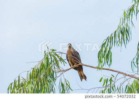 Greater spotted eagle Greater spotted eagle 54072032