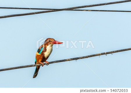 Beautiful Kingfisher bird Beautiful Kingfisher bird 54072033