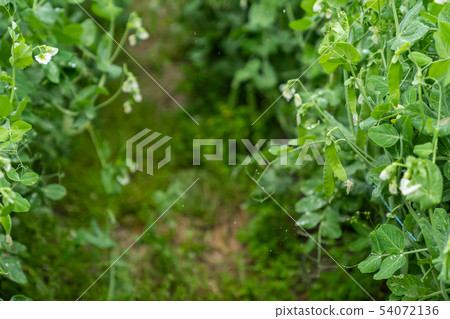 beans beans 54072136