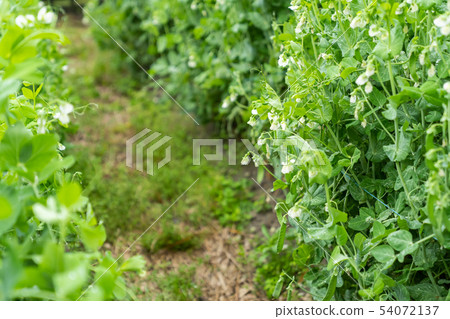 beans beans 54072137