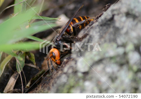 昆蟲大黃蜂 54072190