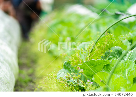 Cabbage vegetables Speaker farmhouse Agriculture TPP leafy vegetables Cabbage vegetables Speaker farmhouse Agriculture TPP leafy vegetables 54072440