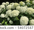 Hydrangea 54072587