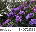 [Prince] Hydrangea of Asukayama 54072588