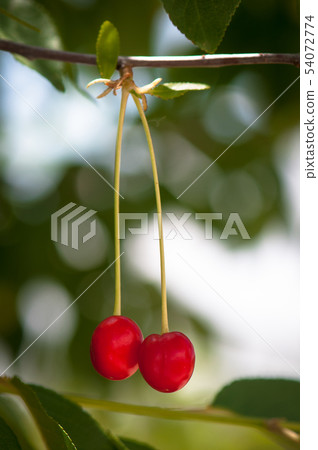 Sour cherries Sour cherries 54072774