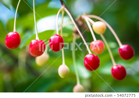 Sour cherries Sour cherries 54072775