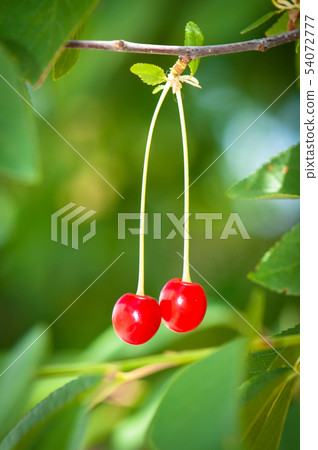 Sour cherries Sour cherries 54072777