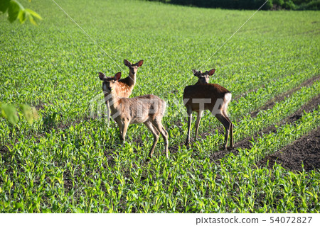 三隻鹿 54072827