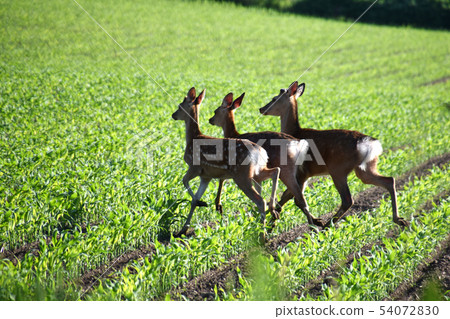 Three deer Three deer 54072830