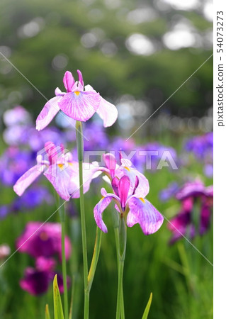 Bright and fresh flower Bright and fresh flower 54073273