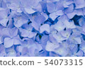  hydrangea 54073315