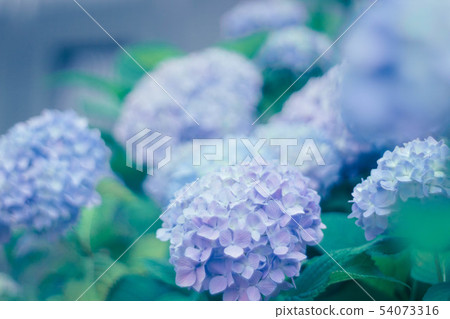 hydrangea hydrangea 54073316