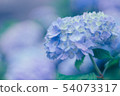  hydrangea 54073317