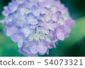  hydrangea 54073321