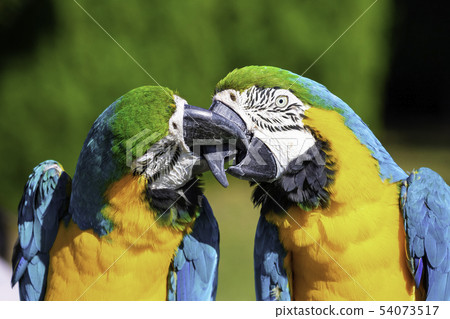 Beautiful Ruri macaw Beautiful Ruri macaw 54073517