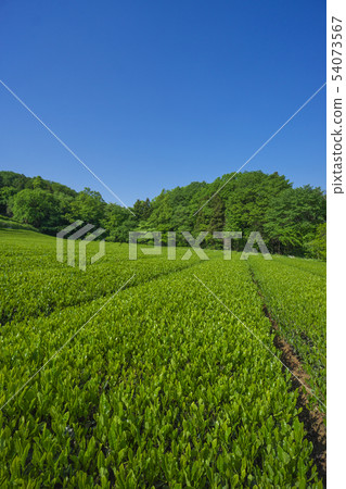 Fresh green tea field Fresh green tea field 54073567