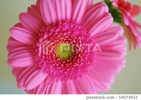 Flower gerbera pink indoor Flower gerbera pink indoor 54073632