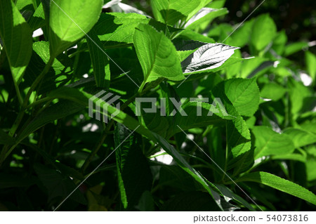 太陽的光線 54073816