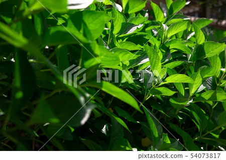 太陽的光線 54073817